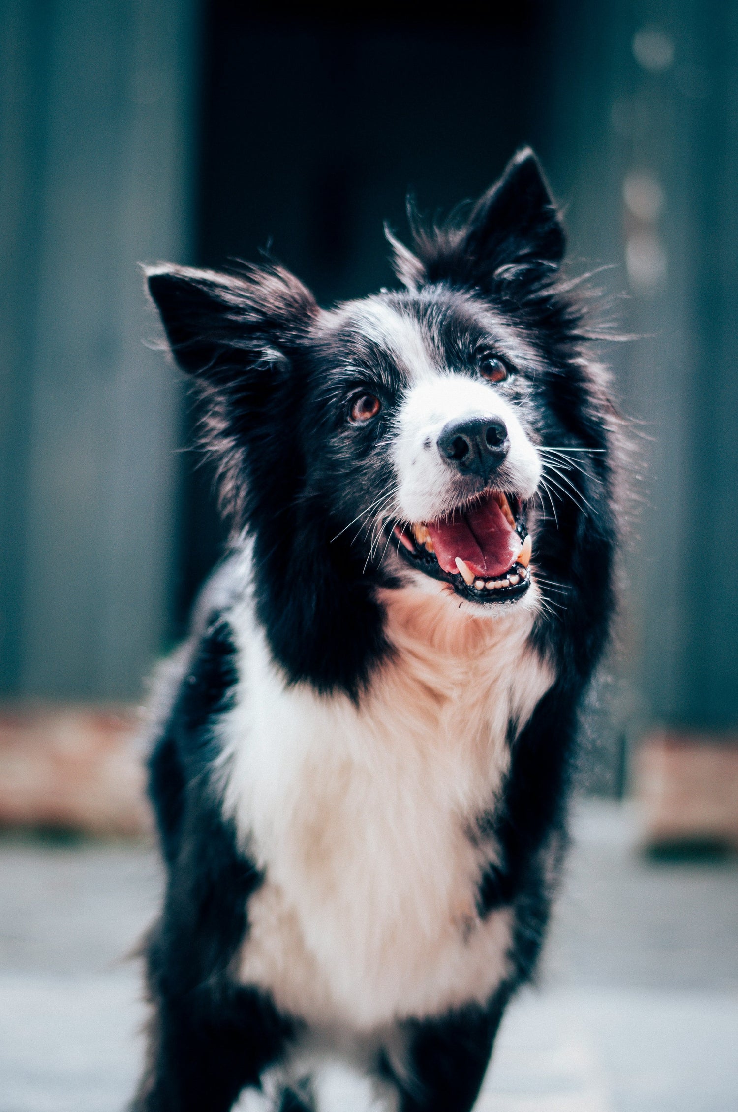 Accessoires et jouets pour chien
