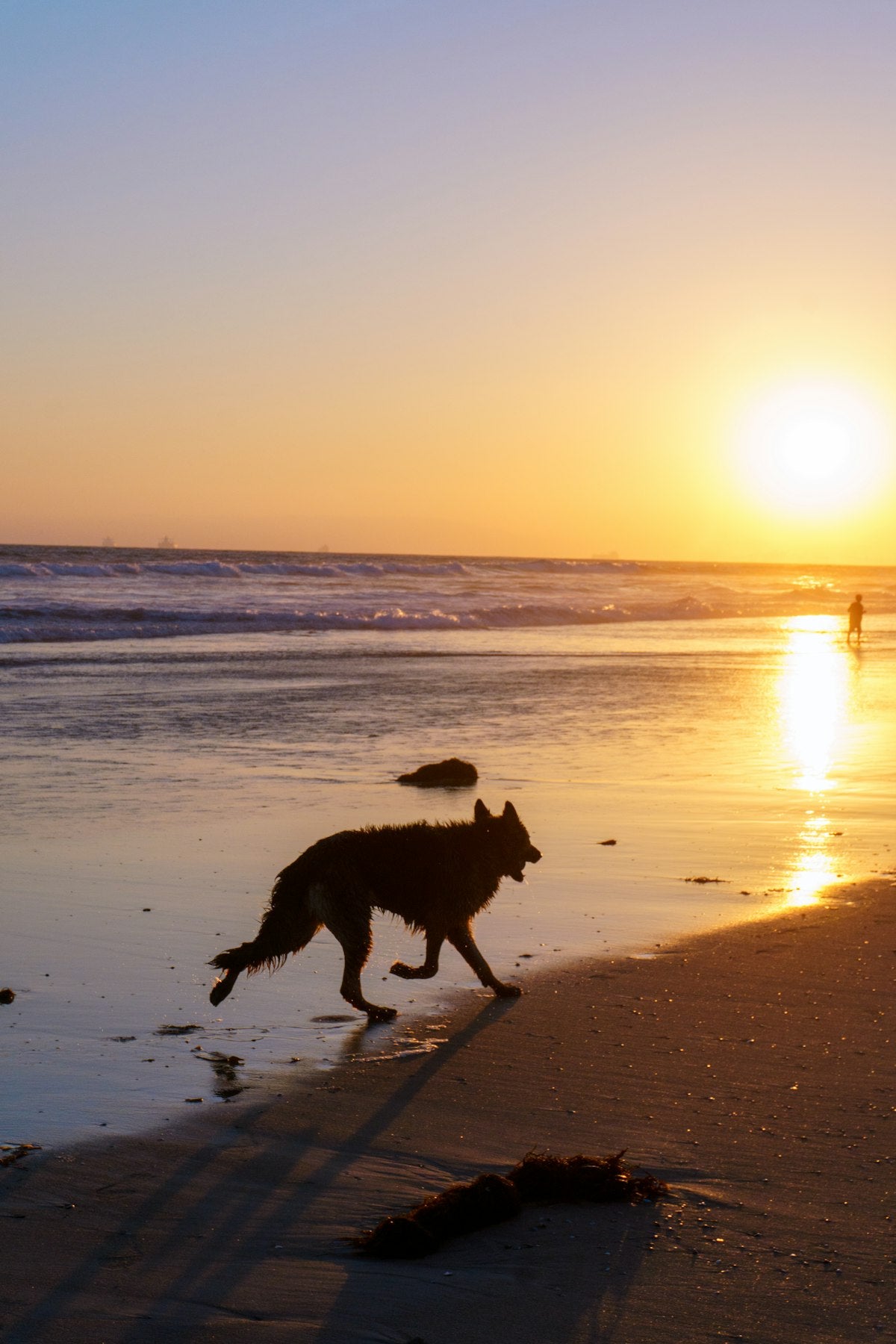 Chien courant sur la plage au coucher du soleil - Édition Été PawsShop