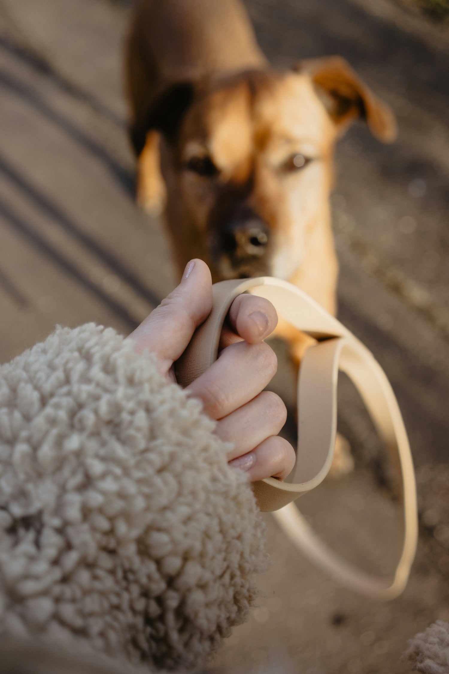 Promenades et Sorties🐕‍🦺