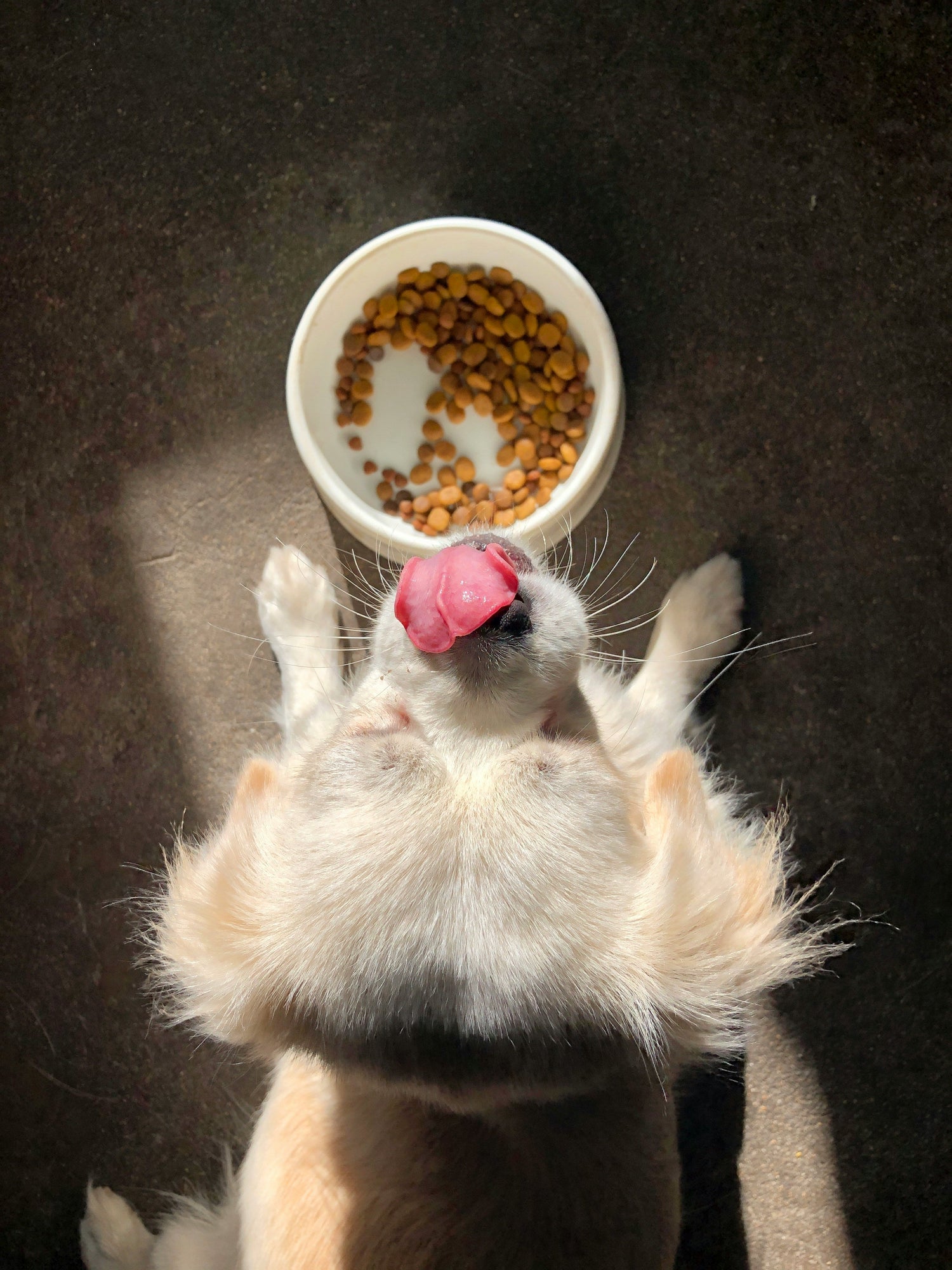 Alimentation et Hygiène🦴