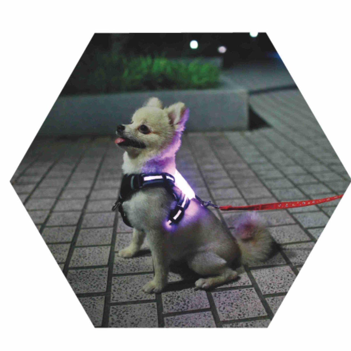 Harnais LED Lumineux pour Chien