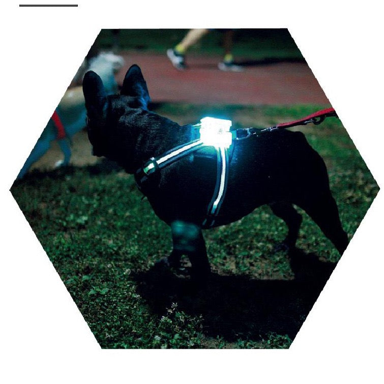 Harnais LED Lumineux pour Chien